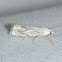 Small white grass veneer moth