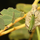 Short-winged Rice Grasshopper nymphs