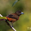 Cherrie's tanager