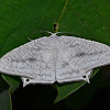 Uraniid Moth