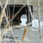 Solitary Sandpiper