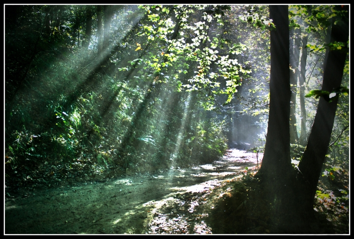 Il bosco incantato di Nemeth