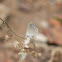 Lesser Grass Blue