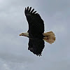 Bald eagles