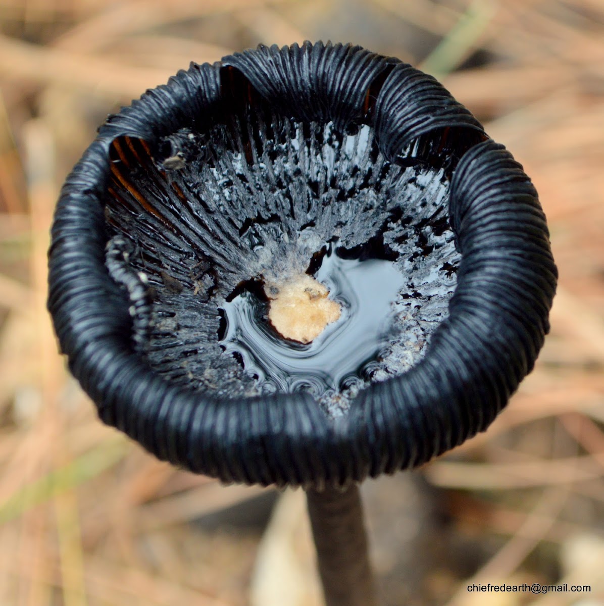 ink cap