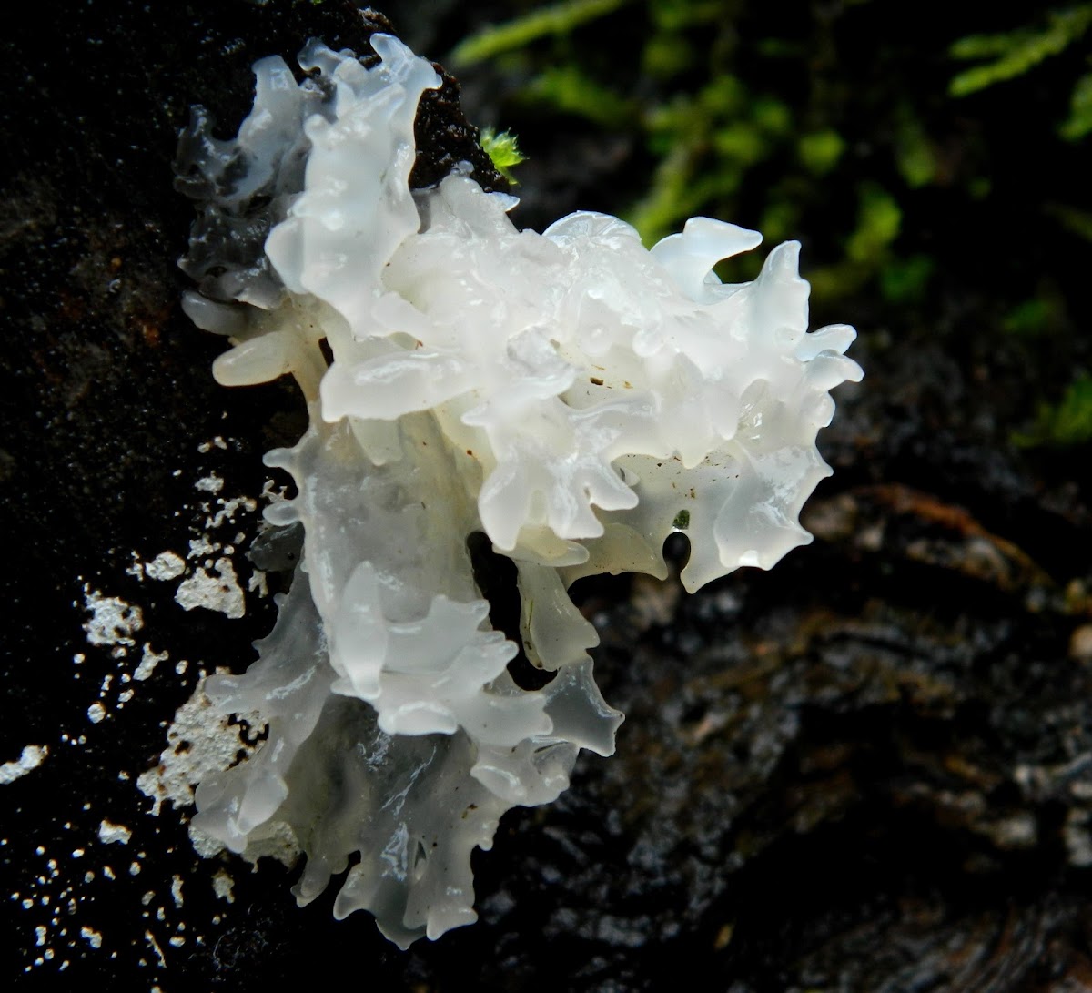 Snow fungus