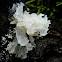 Snow fungus