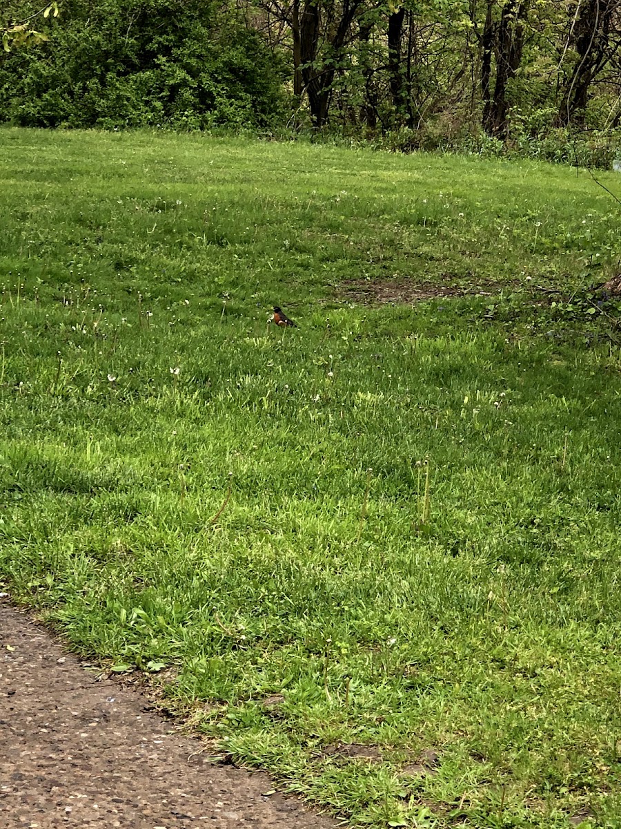 American Robin