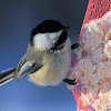 Chickadee