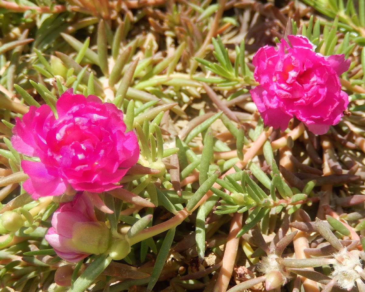 Moss Rose