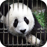 Cover Image of Télécharger Can You Escape - Baby Panda 1.0.2 APK