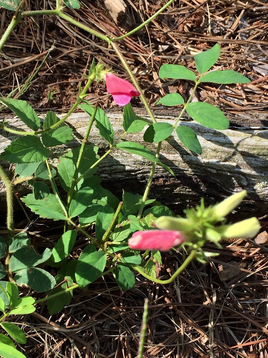 Spiked Goat's Rue