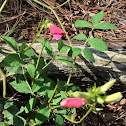 Spiked Goat's Rue