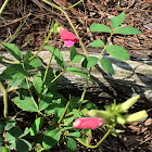 Spiked Goat's Rue