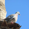 Common wood pigeon