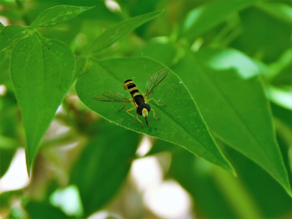 Long hoverfly