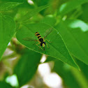 Long hoverfly