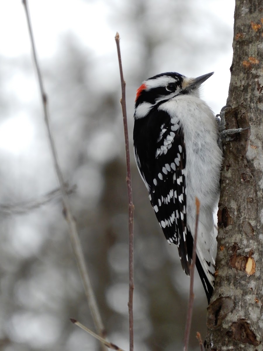 Downy Woodpecker