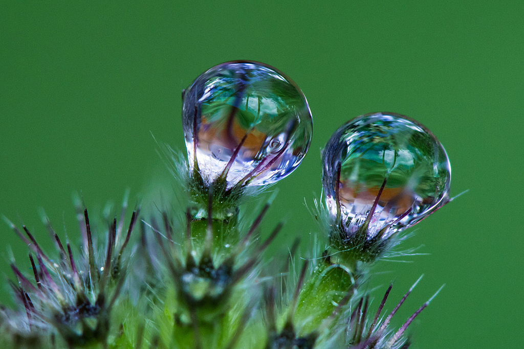 piccoli dettagli in Natura di tispery