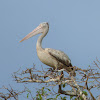 Spot-billed Pelican