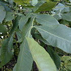 Shagbark Hickory Tree