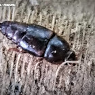 Rove beetle