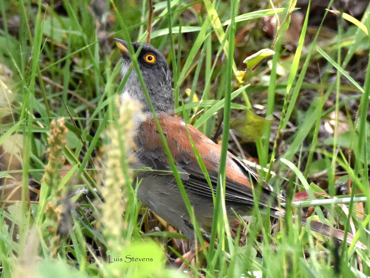 Yellow-eyed Junco