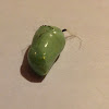 Monarch Butterfly ( Pupa )