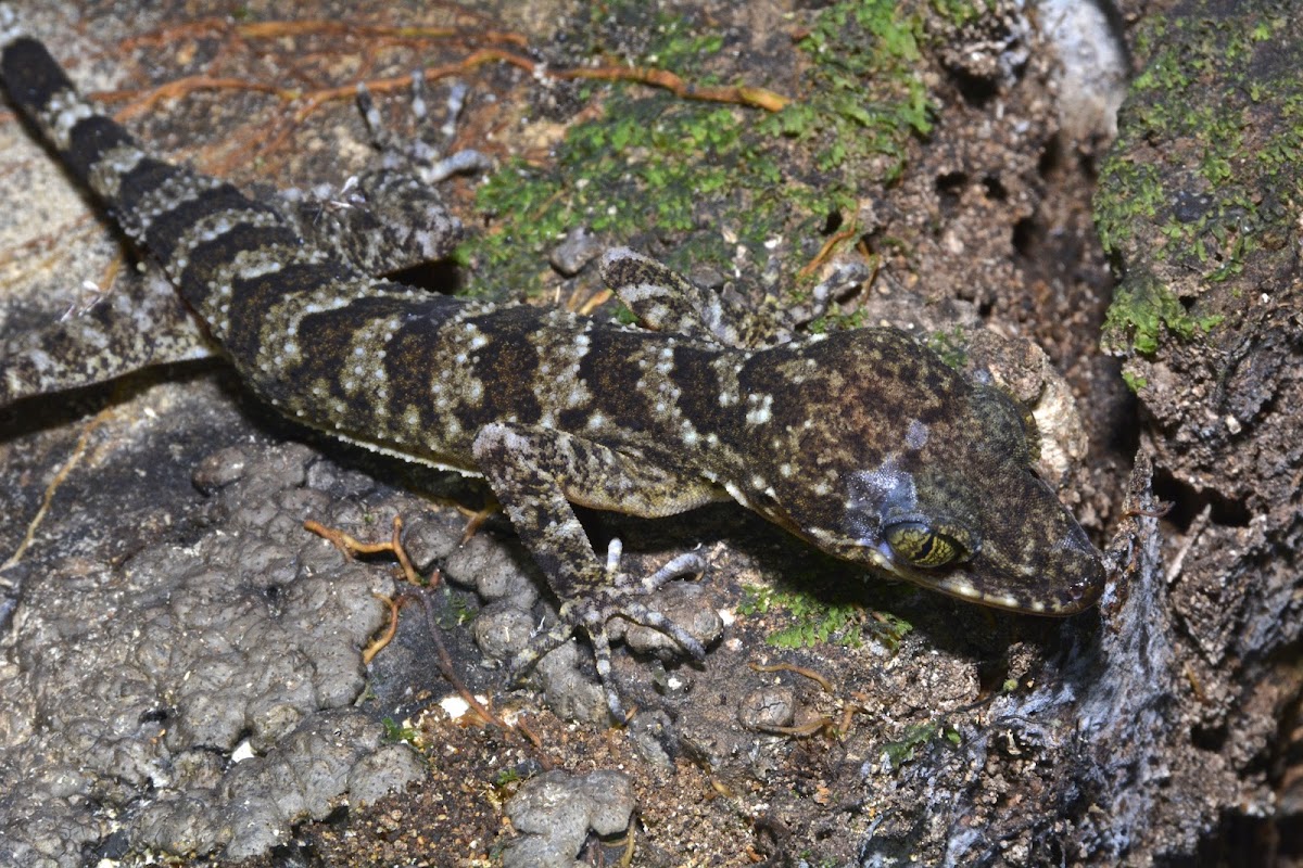 Yoshi's Bow-fingered Gecko