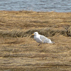 Herring Gull