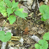 Eastern American Toad