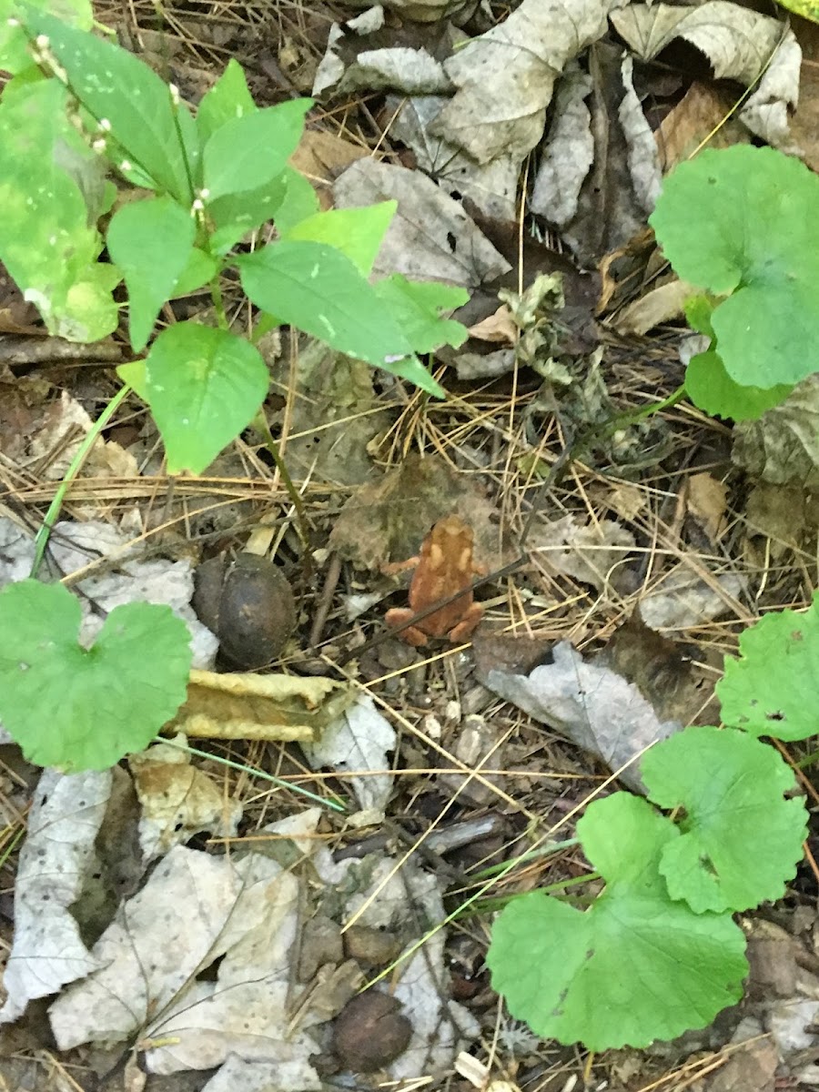 Eastern American Toad