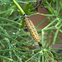 Purple Carrot Seed Moth larvae