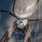 Australian golden orb-weaving spider