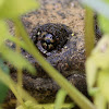 Common Snapping Turtle