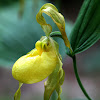 Greater Yellow Lady's Slipper