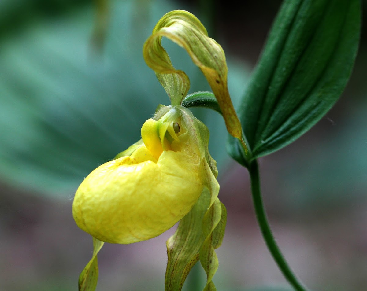 Greater Yellow Lady's Slipper