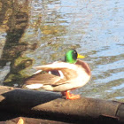 Common Mallard