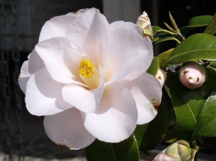 La bella primavera di pascalinaclaudiu