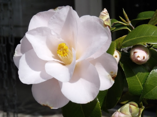 La bella primavera di pascalinaclaudiu