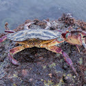 Red Rock Crab