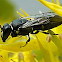 Hairy Masked Bee