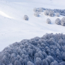 Snow falls in the woods