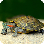 Turtle Wallpaper Apk