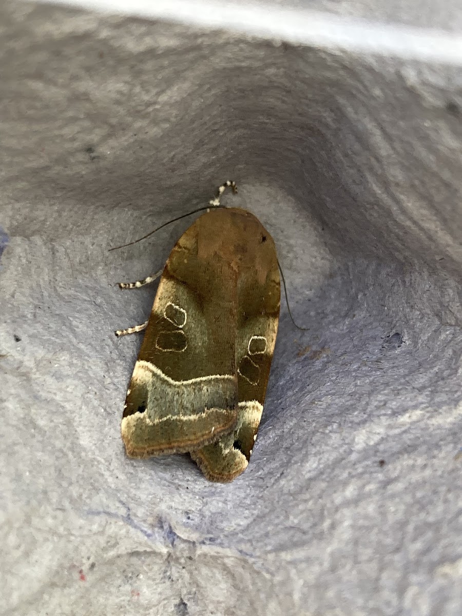 Broad bordered yellow underwing