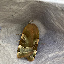 Broad bordered yellow underwing