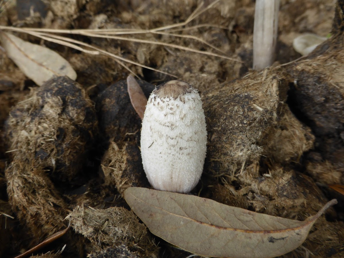 Midden Ink Cap