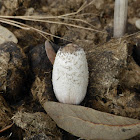 Midden Ink Cap