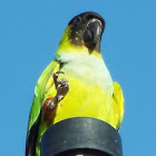 Nanday Parakeet