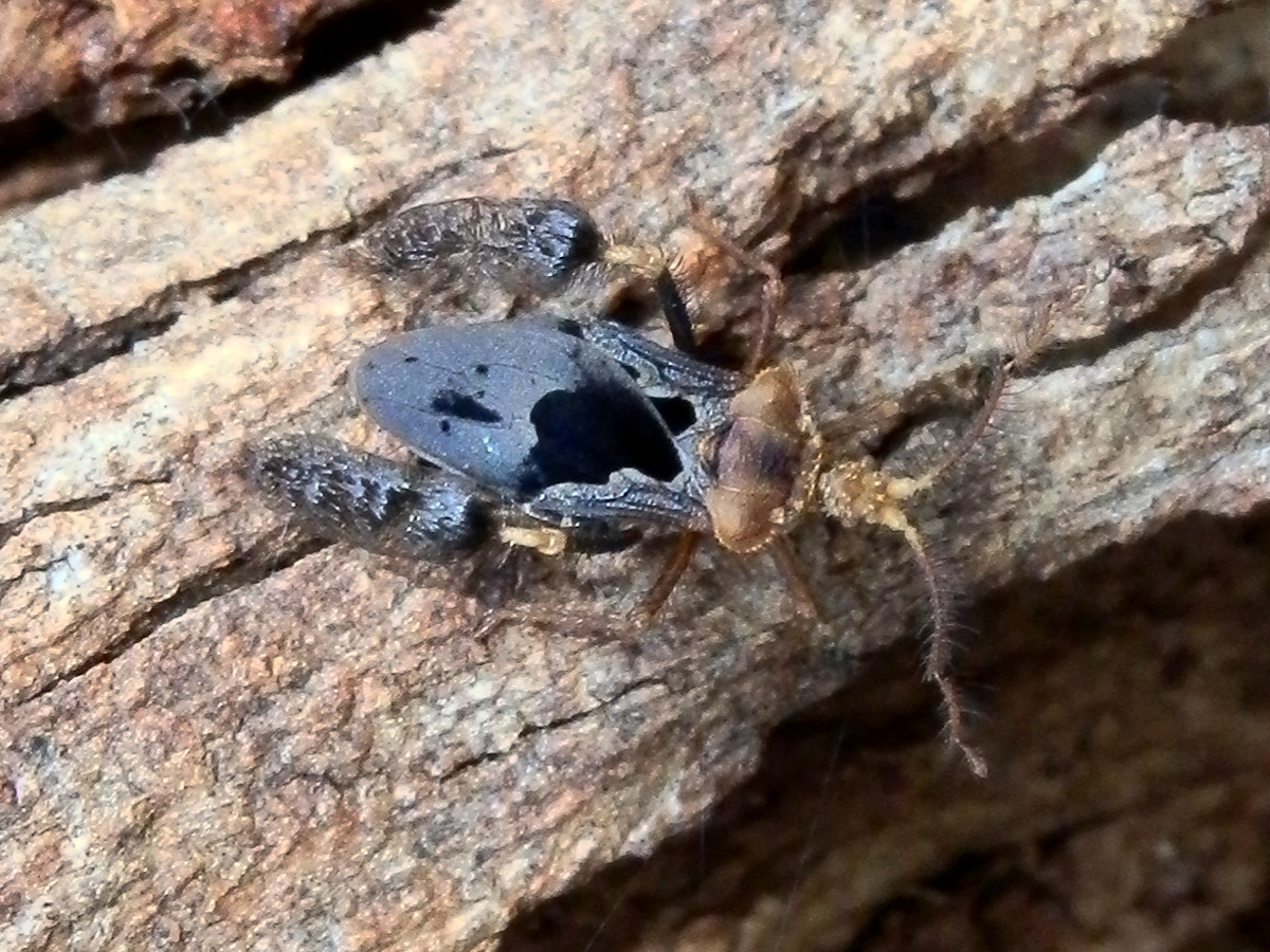 Feather-legged Assassin Bug